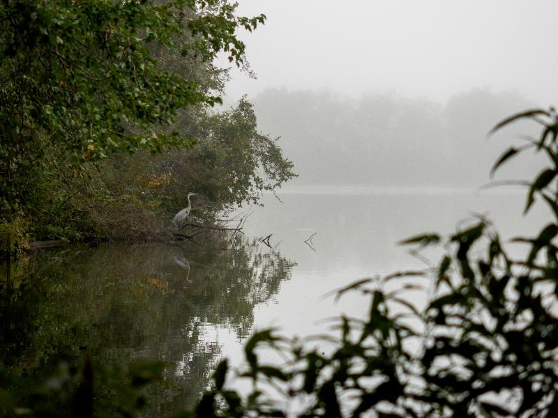 River Park North Birds