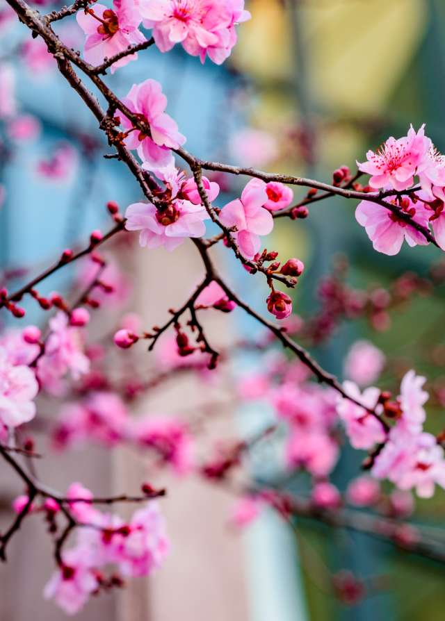 Cherry Blossoms