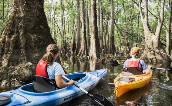 Kayakers in Swampland